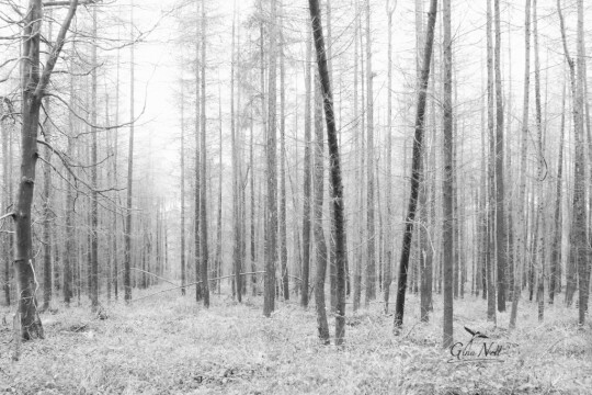 DSC07091 (1) Stripped Bare sm