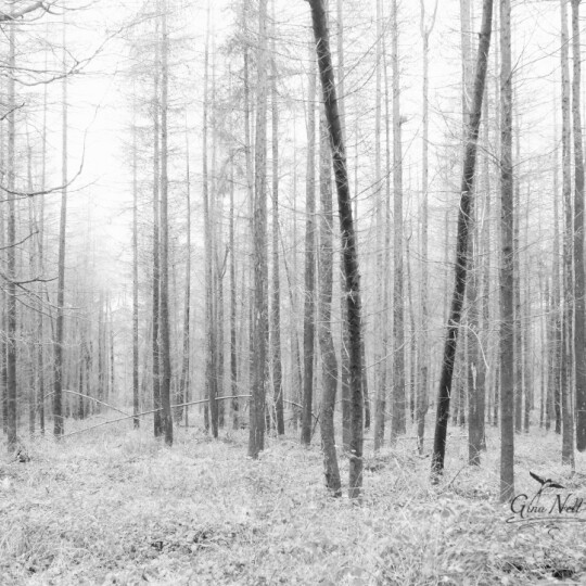 DSC07091 (1) Stripped Bare sm