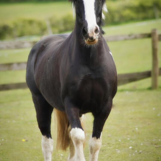 ginanelldsc09197 orig