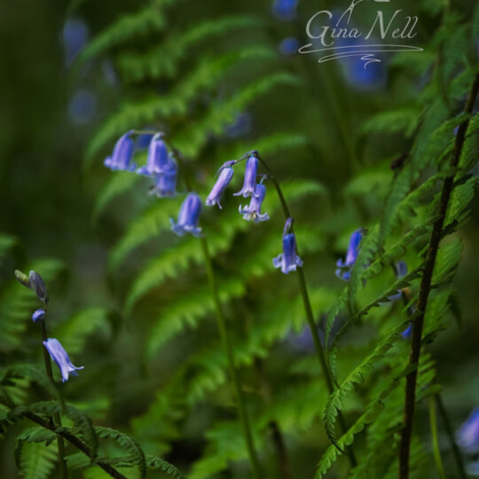 ginanelldsc09582 orig