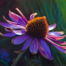 Coneflower