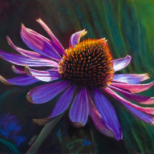 Coneflower