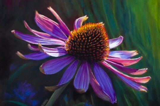 Coneflower