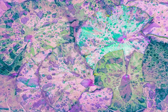 magiccarpet janesimmonds