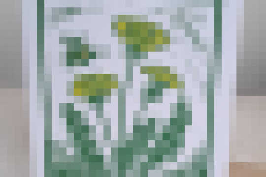 Dandelion