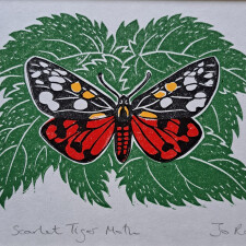 Scarlet tiger