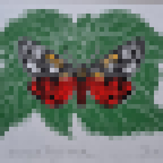 Scarlet tiger