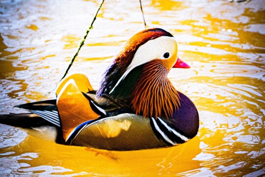 24 02 2025 70 200 First Pics DSC00362