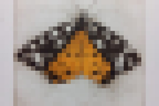 Tiger Moth EO
