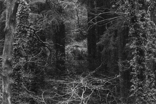 Susurration
