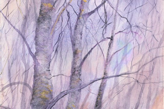 Winter Birches