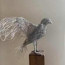 lynnelittlerperegrine