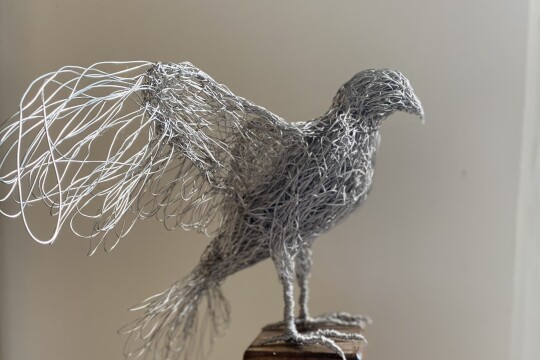 lynnelittlerperegrine