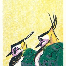 Bright SpringLapwings ReliefPrint