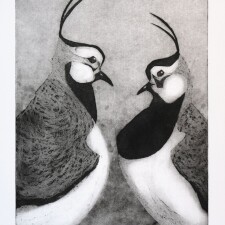 DBright Lapwings Aquatint