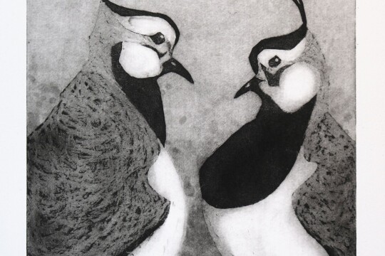 DBright Lapwings Aquatint
