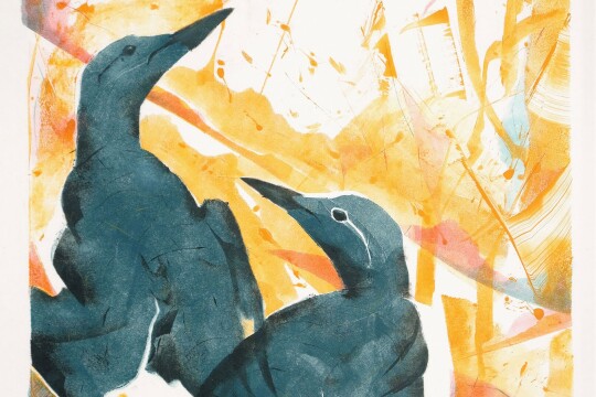 DBright St Abbs Guillemots Monoprint