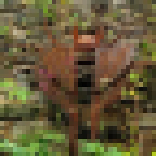 Scarab