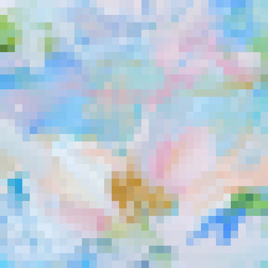 Charlotte crop