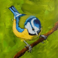 Blue Tit Holding On 600px