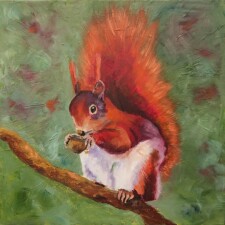 Red Squirrel eating Walnut 1