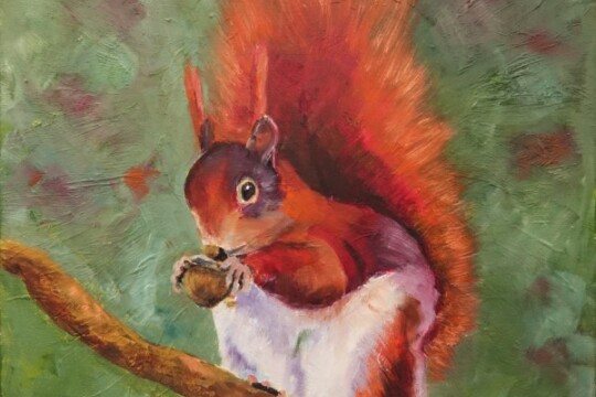Red Squirrel eating Walnut 1