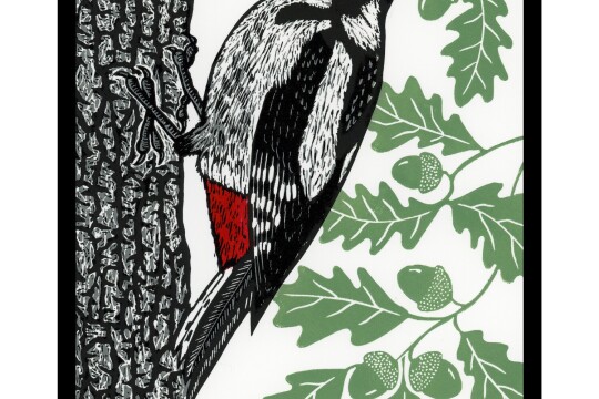 Great Spotted Woodpecker Sarah Delahoy