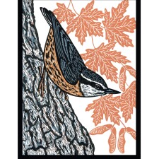 Nuthatch