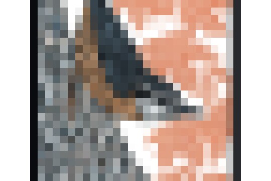 Nuthatch