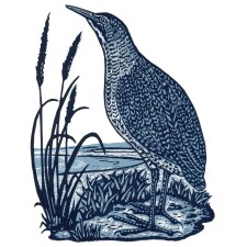 The Bittern