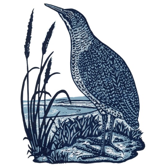 The Bittern