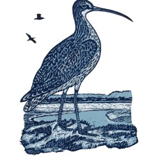 The Curlew