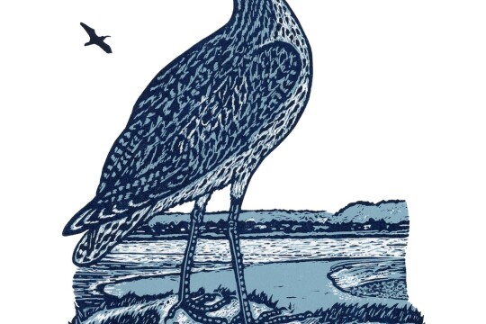 The Curlew