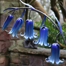 Bluebellss