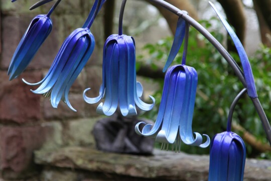 Bluebellss