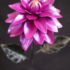 Dahlia1