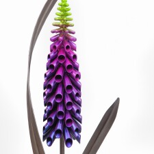 Digitalis