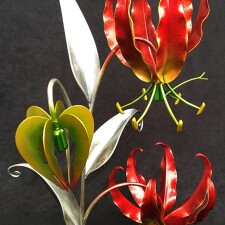 Gloriosa