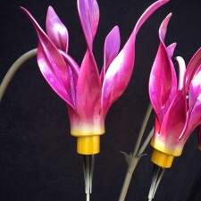 Moira Dodecatheon
