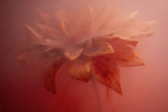 Emma Davies hues of autumn 64mm x 58mm for FarOpen brochure