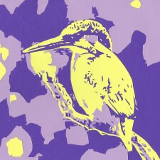 Square kingfisher