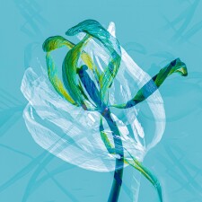 pirouette janesimmonds