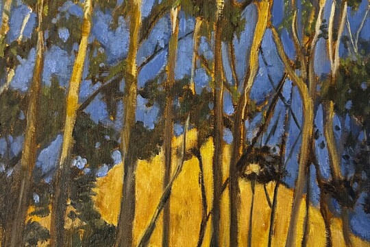 Stellenbosch trees