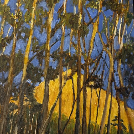 Stellenbosch trees